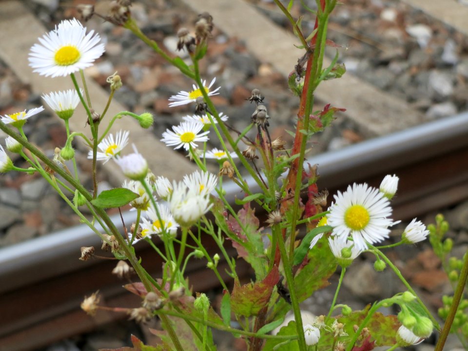 20140810Erigeron_annuus1