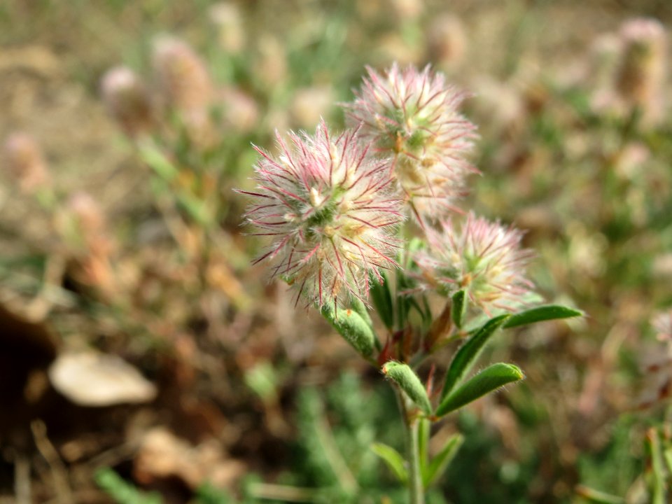 20140809Trifolium_arvense2