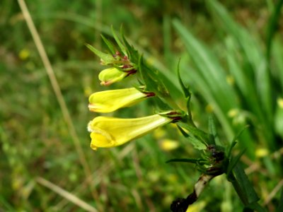20140810Melampyrum_pratense1