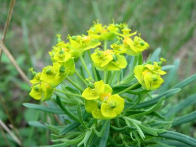 20140810Euphorbia_cyparissias2