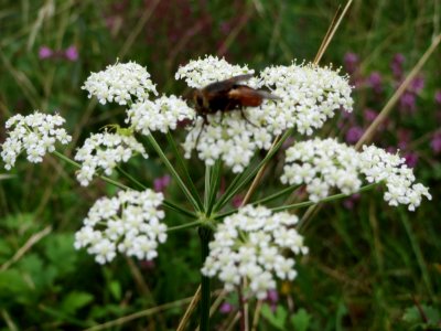 20140810Peucedanum_oreoselinum1