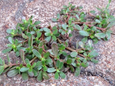 20140810Portulaca_oleracea2