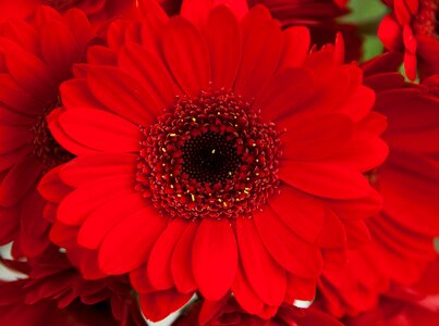 Petals red bouquet