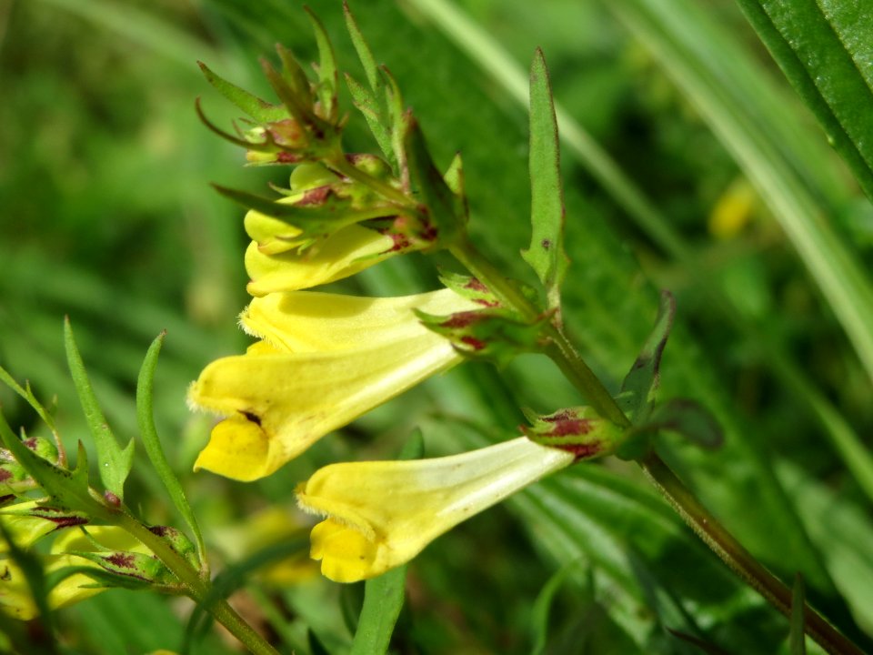 20140810Melampyrum_pratense3