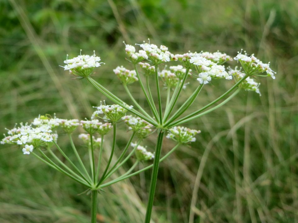 20140810Peucedanum_oreoselinum2