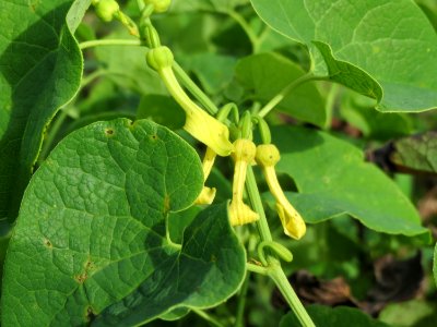 20140810Aristolochia_clematitis3