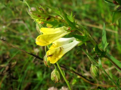 20140810Melampyrum_pratense2