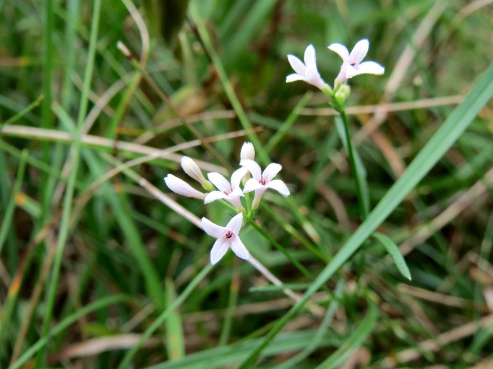 20140810Asperula_cynanchica2