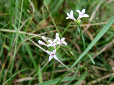 20140810Asperula_cynanchica2