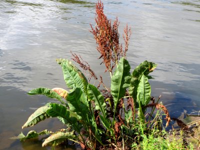 20140816Rumex_hydrolapathum