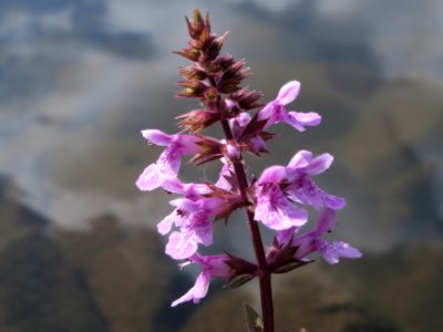 20140816Stachys_palustris1