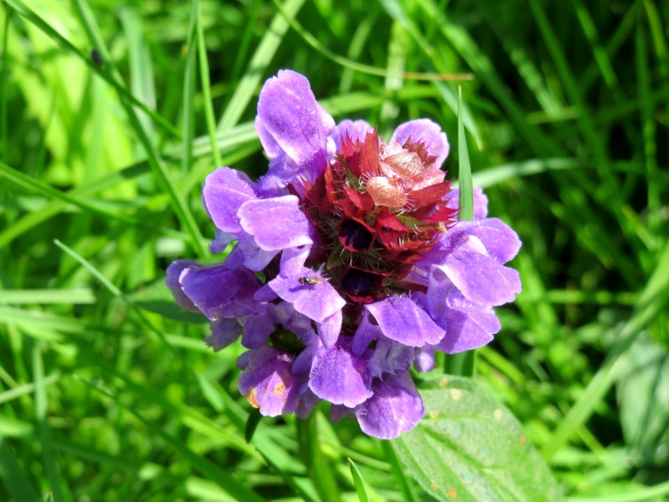 20140815Prunella_vulgaris