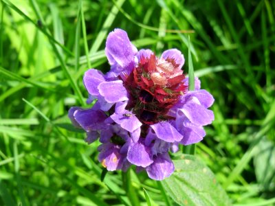 20140815Prunella_vulgaris