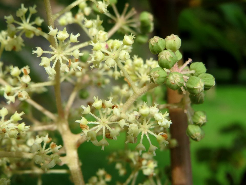 20140816Aralia_elata3