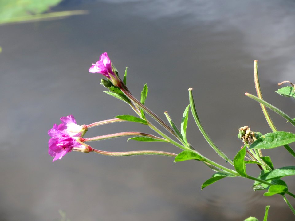 20140816Epilobium_hirsutum