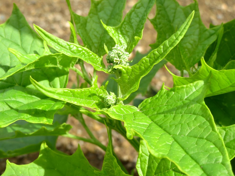 20140815Chenopodiastrum_hybridum1