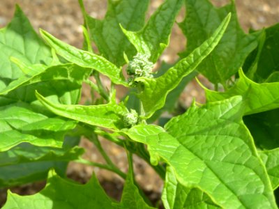 20140815Chenopodiastrum_hybridum1