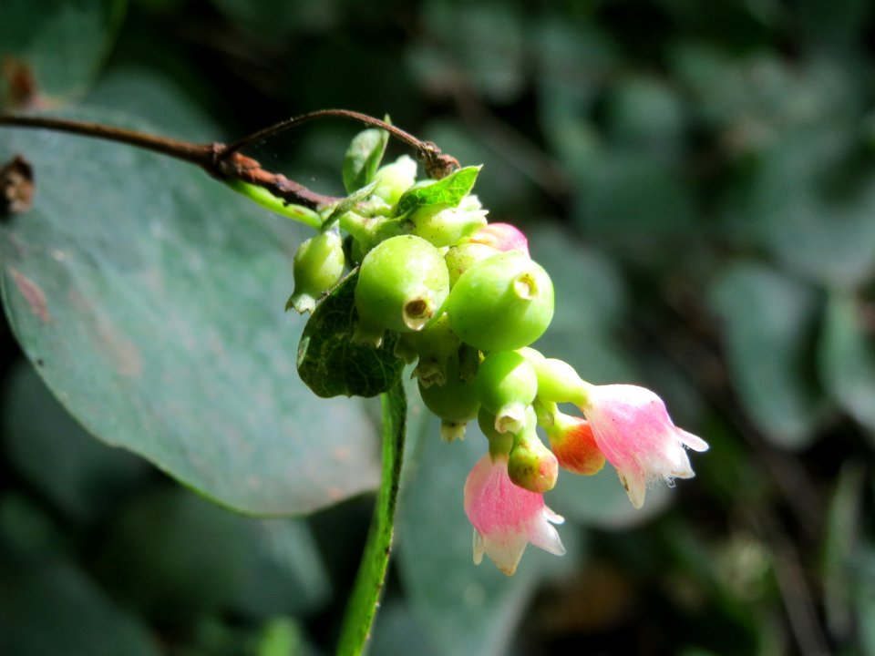 20140815Symphoricarpos_albus