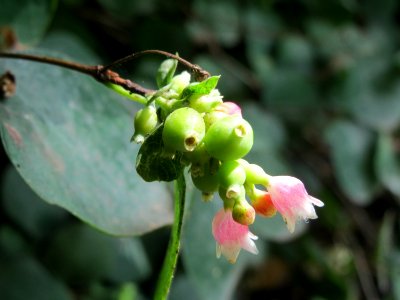 20140815Symphoricarpos_albus