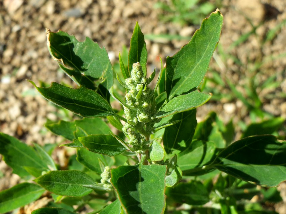 20140812Chenopodium_album