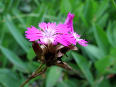 20140810Dianthus_carthusianorum4