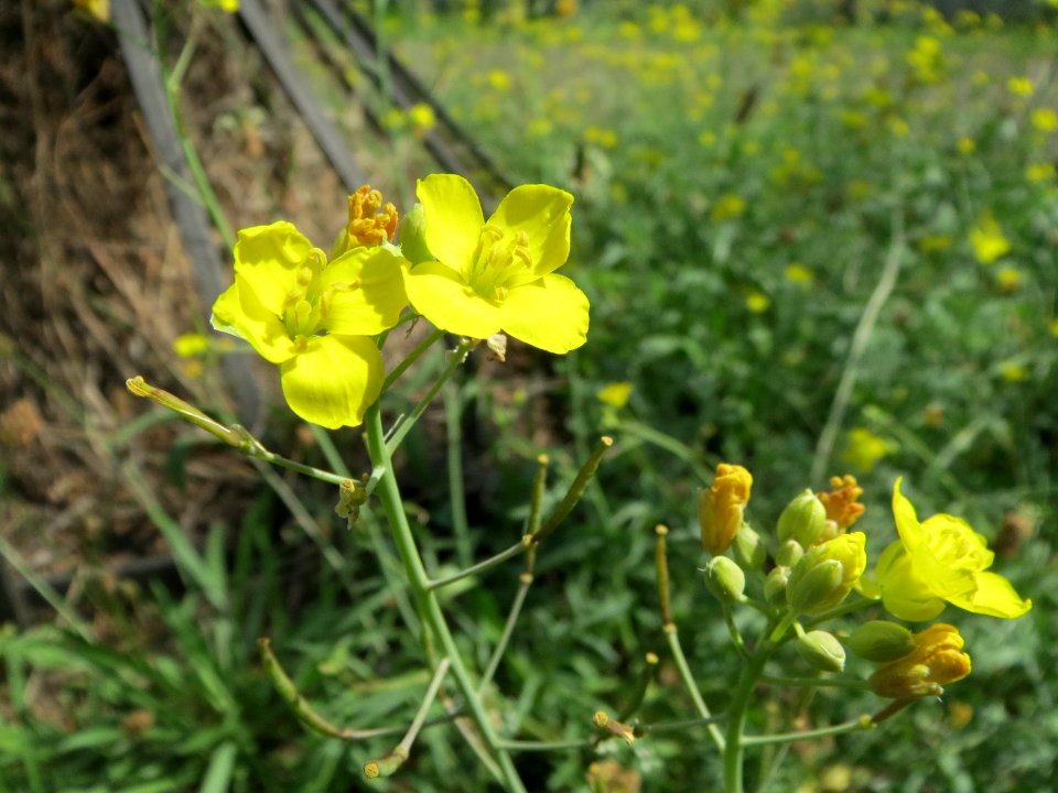 20140812Diplotaxis_tenuifolia1