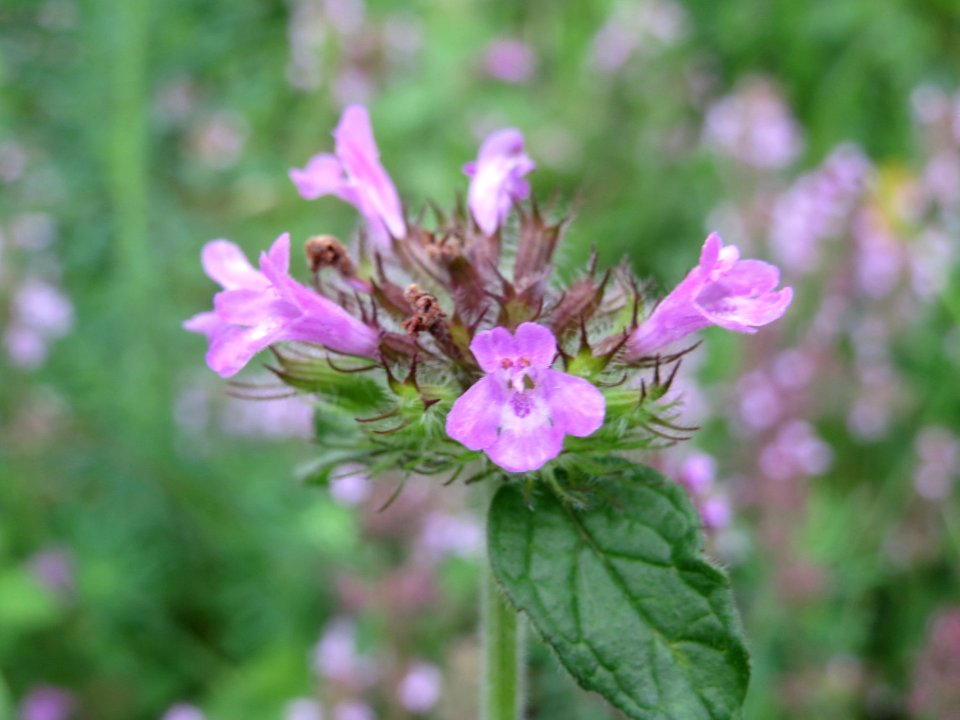 20140810Clinopodium_vulgare1