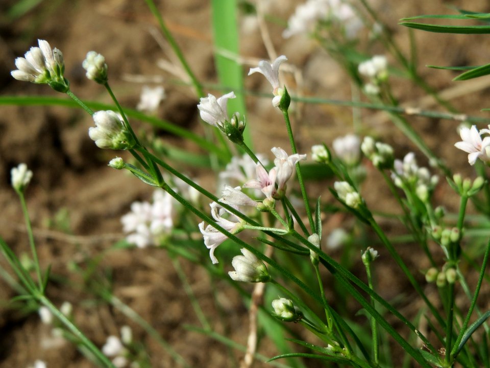 20140810Asperula_cynanchica4