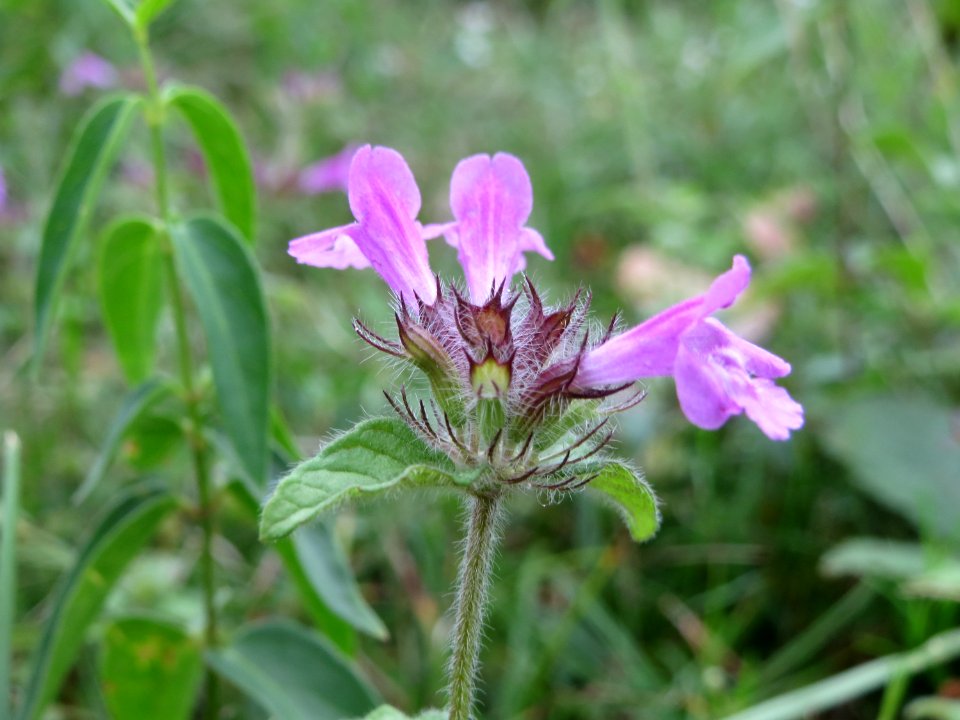 20140810Clinopodium_vulgare2