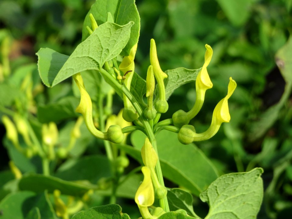 20140810Aristolochia_clematitis1