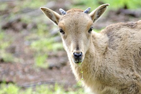 Animals mammal tender