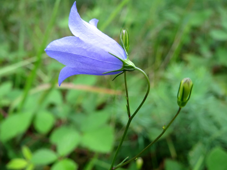 20140810Campanula_rotundifolia1
