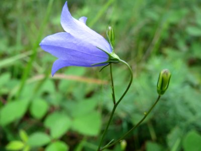 20140810Campanula_rotundifolia1