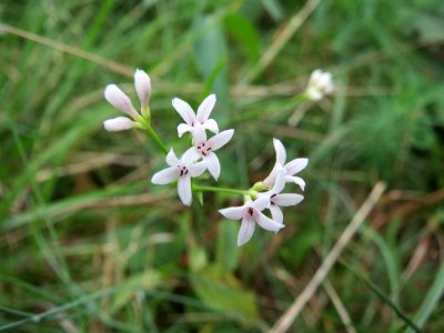 20140810Asperula_cynanchica3