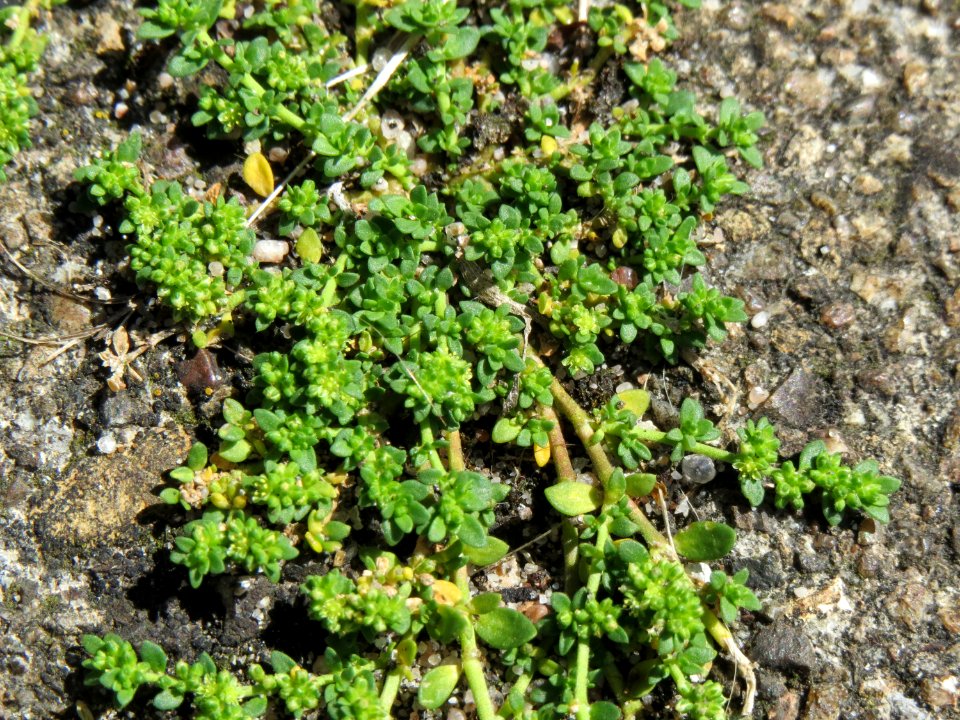 20140812Herniaria_glabra1