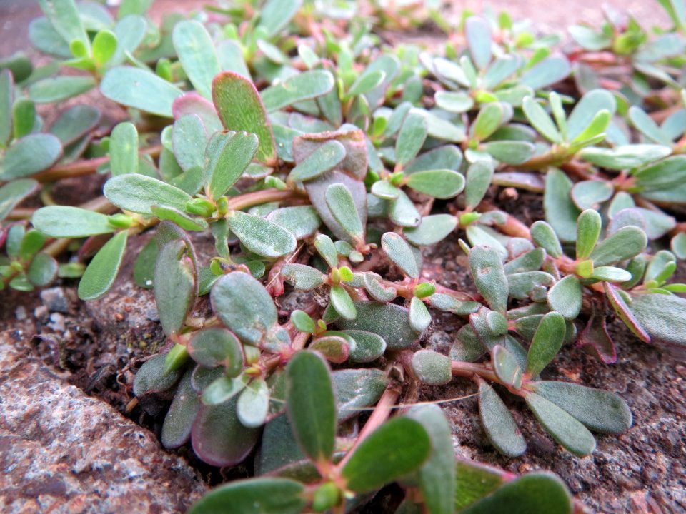 20140810Portulaca_oleracea1
