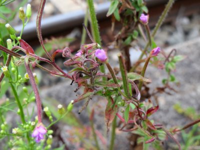 20140810Epilobium_ciliatum2