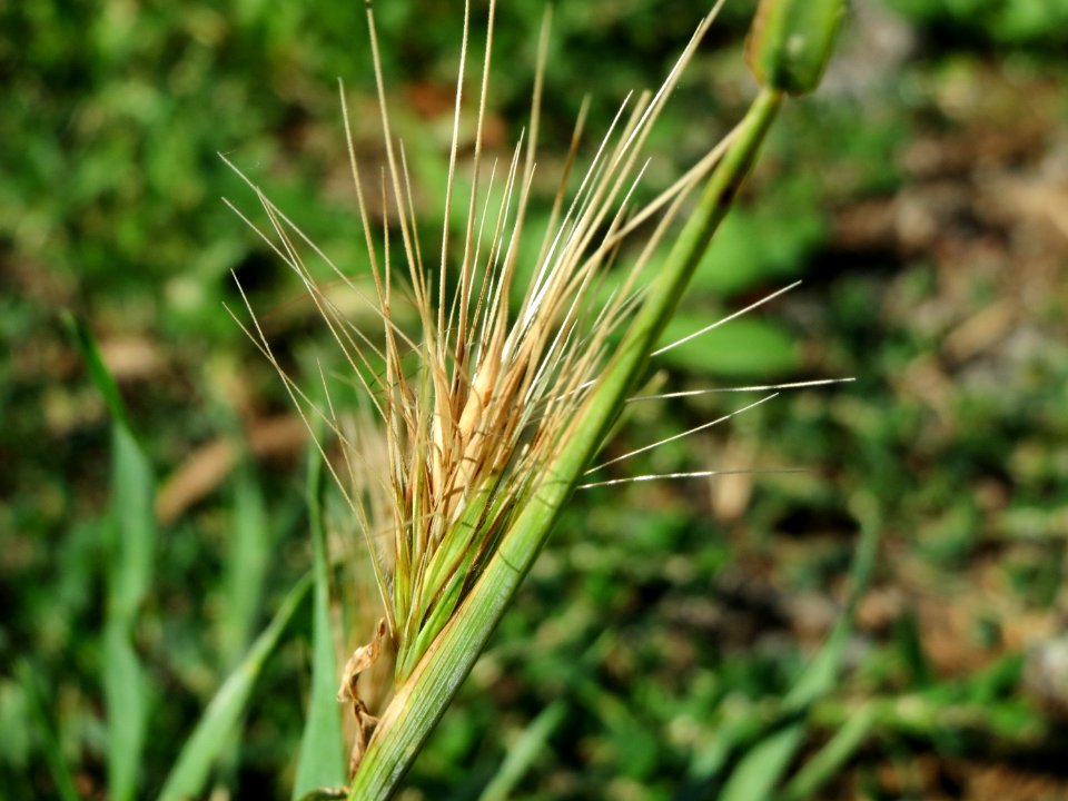 20140812Hordeum_murinum