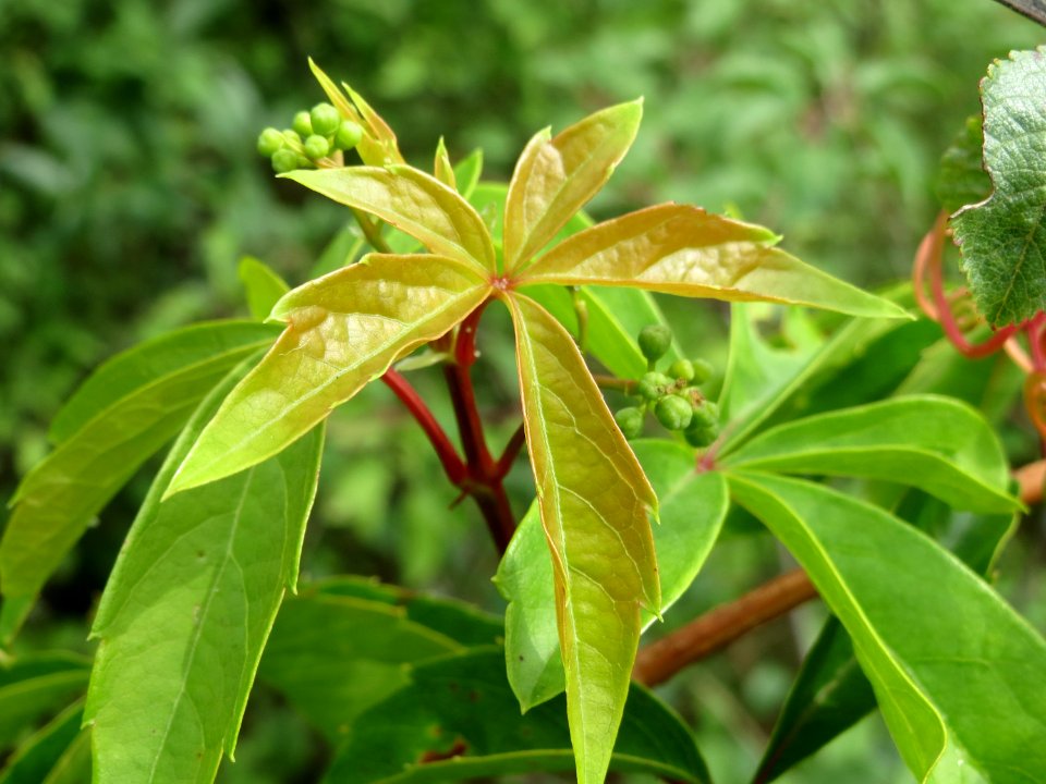 20140729Parthenocissus_quinquefolia1
