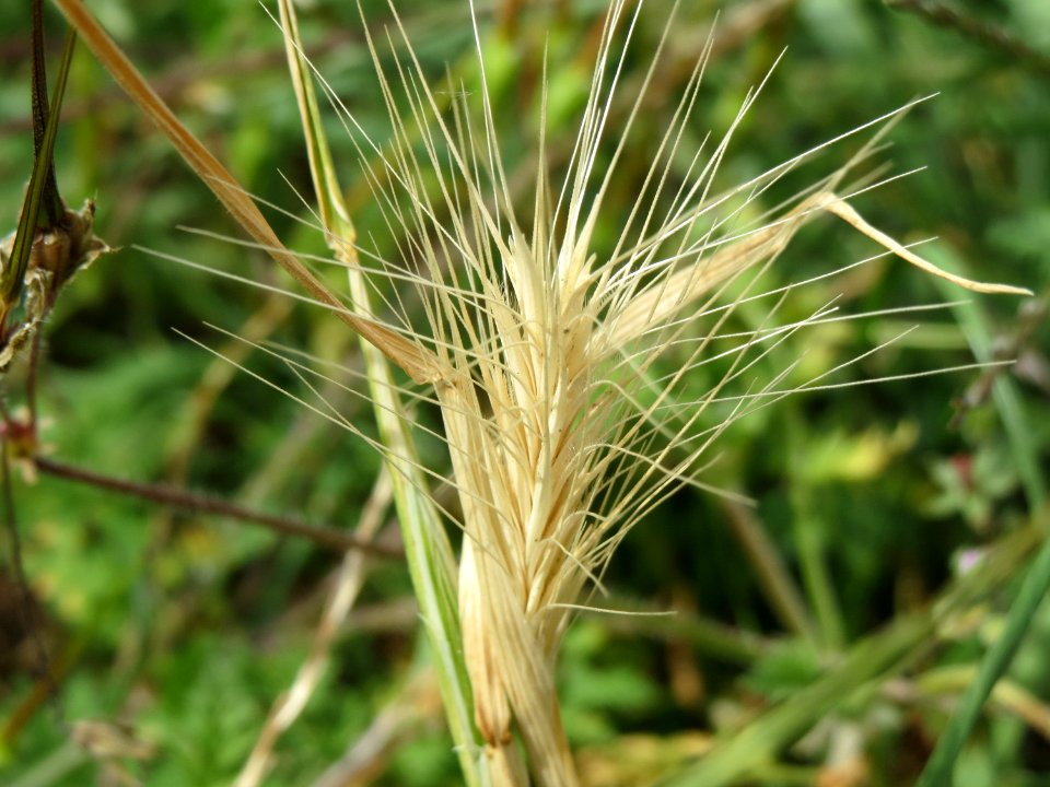 20140822Hordeum_murinum