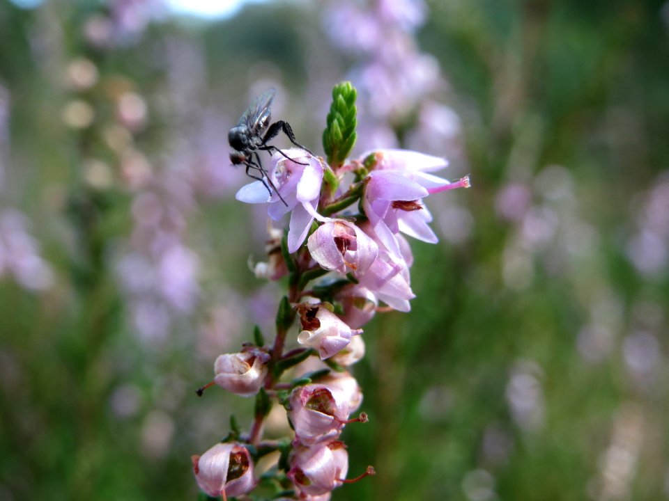 20140822Calluna_vulgaris2