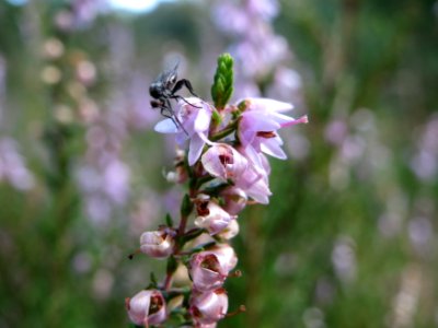 20140822Calluna_vulgaris2
