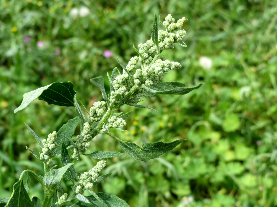 20140822Chenopodium_album
