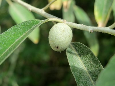 20140822Elaeagnus_angustifolia3