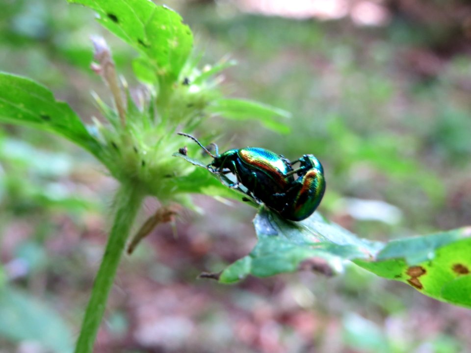 20140822Ballota_nigra6