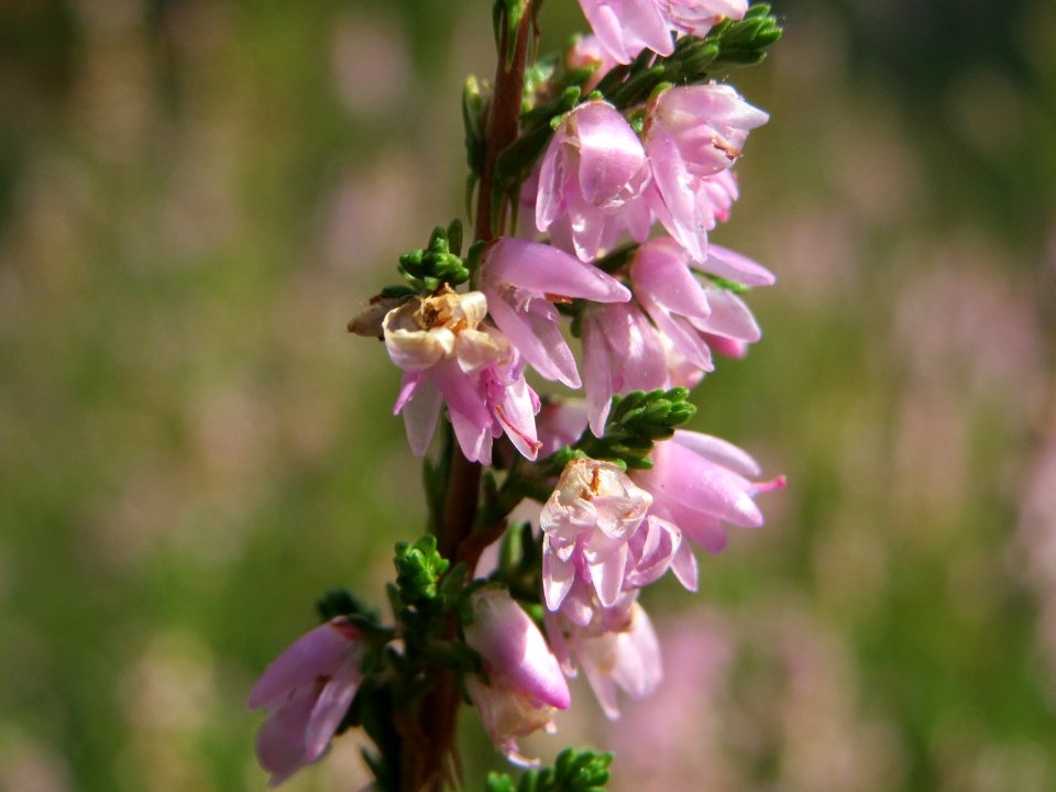 20140822Calluna_vulgaris1