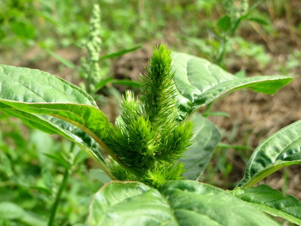 20140820Amaranthus_retroflexus2