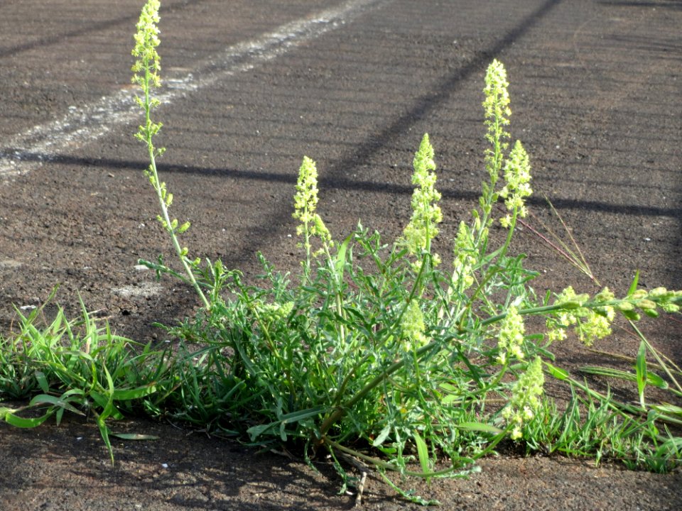 20140820Reseda_lutea1