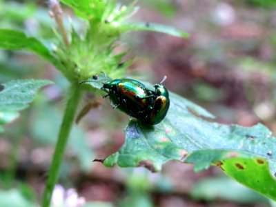 20140822Ballota_nigra5