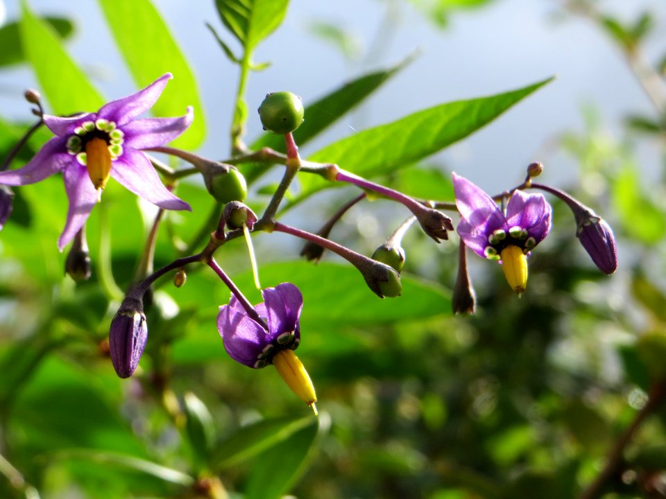 20140819Solanum_dulcamara1